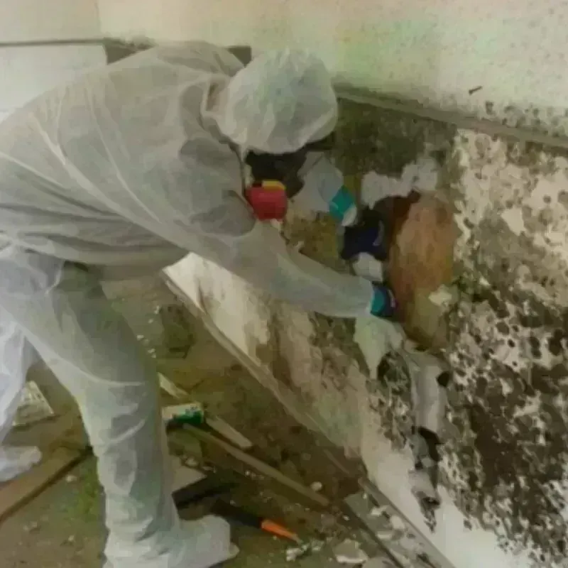 Mold Remediation and Removal in Auburn, MI